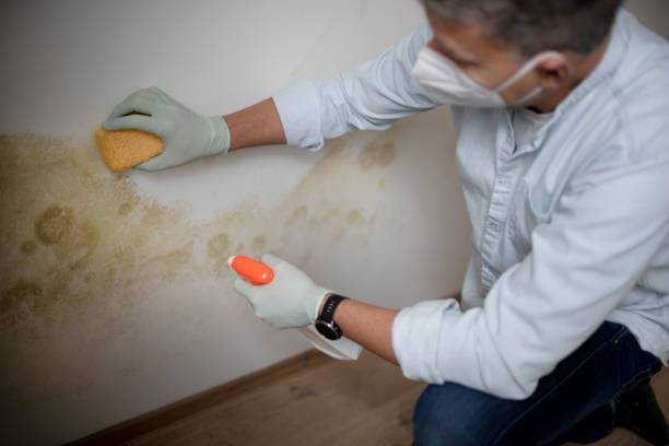 Best Professional Mold Removal  in Heron Bay, GA