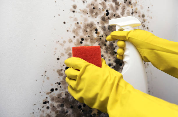 Best Mold Removal Company Near Me  in Heron Bay, GA
