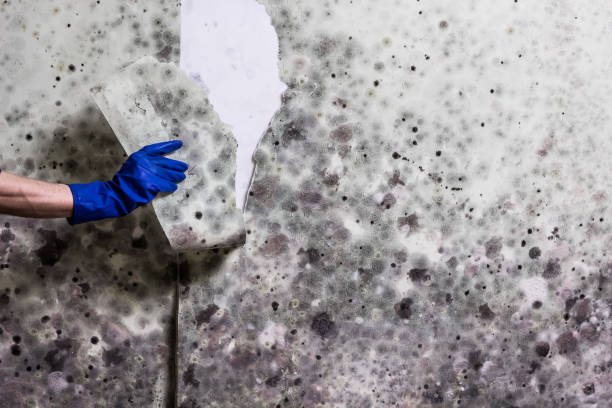 Best Mold Testing  in Heron Bay, GA
